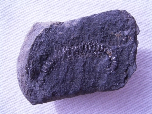 Tausendfüßler aus dem Karbon