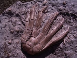 Seelilienplatte aus dem Muschelkalk #4