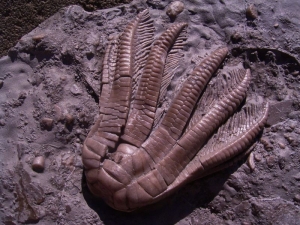 Seelilienplatte aus dem Muschelkalk #4