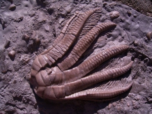 Seelilienplatte aus dem Muschelkalk #4