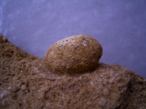 Lizard Egg, ?snake #2