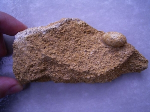 Lizard Egg, ?snake #2