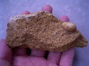 Lizard Egg, ?snake #2