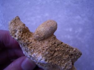 Eidechsen-Ei (?Schlange), Deutschland #3