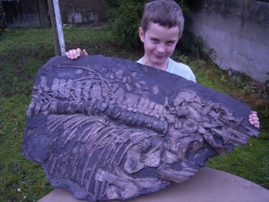 Ichthyosaurus-Teilskelett aus Holzmaden