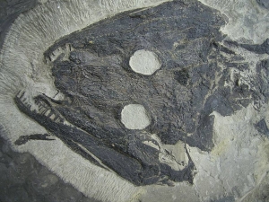 Kompletter größerer Sclerocephalus