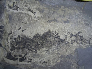 Kompletter größerer Sclerocephalus