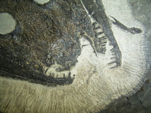 Kompletter größerer Sclerocephalus