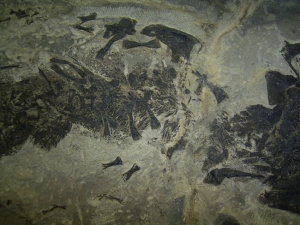 Kompletter größerer Sclerocephalus