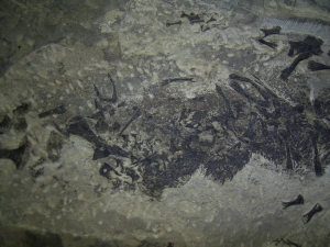 Kompletter größerer Sclerocephalus