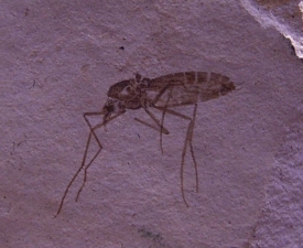 Mosquito Pos/Neg