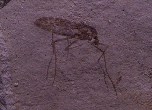Mosquito Pos/Neg