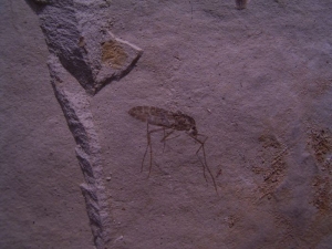 Mosquito Pos/Neg