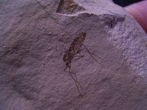 Mosquito Pos/Neg