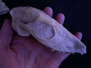 Proebotherium skull