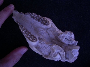 Proebotherium skull
