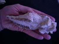 Proebotherium skull