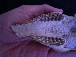 Proebotherium skull