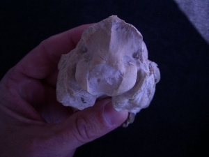 Proebotherium skull