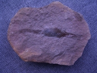 Hai-Ei aus dem Karbon