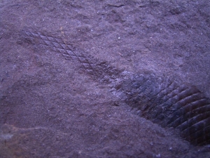 Hai-Ei aus dem Karbon