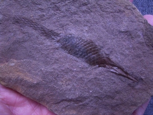 Hai-Ei aus dem Karbon