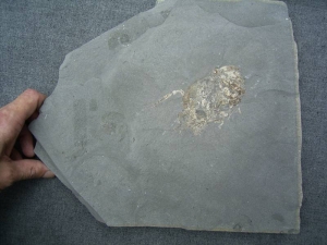 Unprepped lower jurassic Proeryon