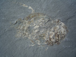 Unprepped lower jurassic Proeryon