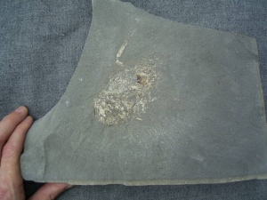 Unprepped lower jurassic Proeryon