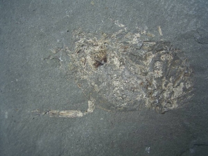 Unprepped lower jurassic Proeryon