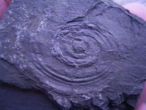 Goniatit carboniferous age