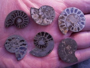 Pyrit-Ammoniten gesägt und poliert