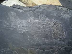 Quastenflosser (Coelacanth) aus der Trias!