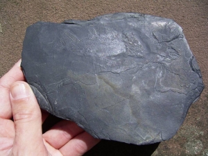 Quastenflosser (Coelacanth) aus der Trias!