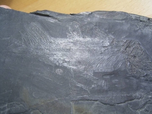 Quastenflosser (Coelacanth) aus der Trias!