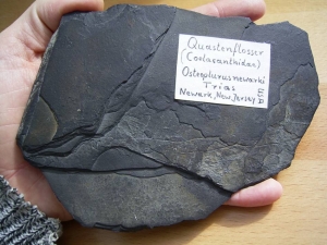 Quastenflosser (Coelacanth) aus der Trias!