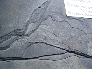 Quastenflosser (Coelacanth) aus der Trias!