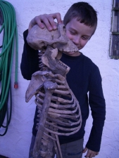 Komplett-Skelett von Lucy