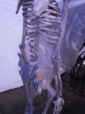 Komplett-Skelett von Lucy