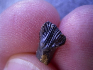 Ankylosaurus tooth