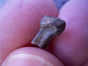 Ankylosaurus tooth