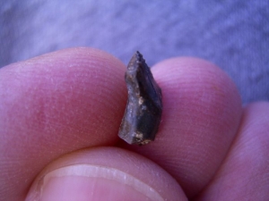 Ankylosaurus tooth