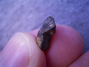 Ankylosaurus tooth