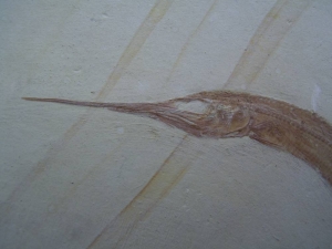 1 Schnabelfisch aus Zandt!