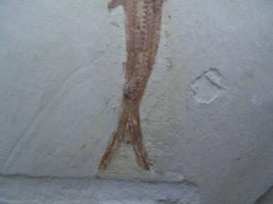 1 Schnabelfisch aus Zandt!