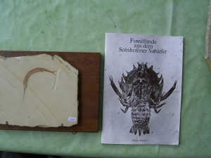 1 Schnabelfisch aus Zandt!