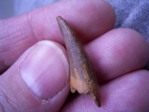 Flying reptile tooth from Russia #2