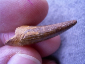Flying reptile tooth from Russia #2