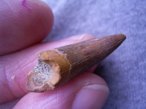 Flying reptile tooth from Russia #2