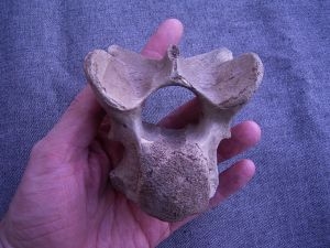 Rhinoceros vertebra #2